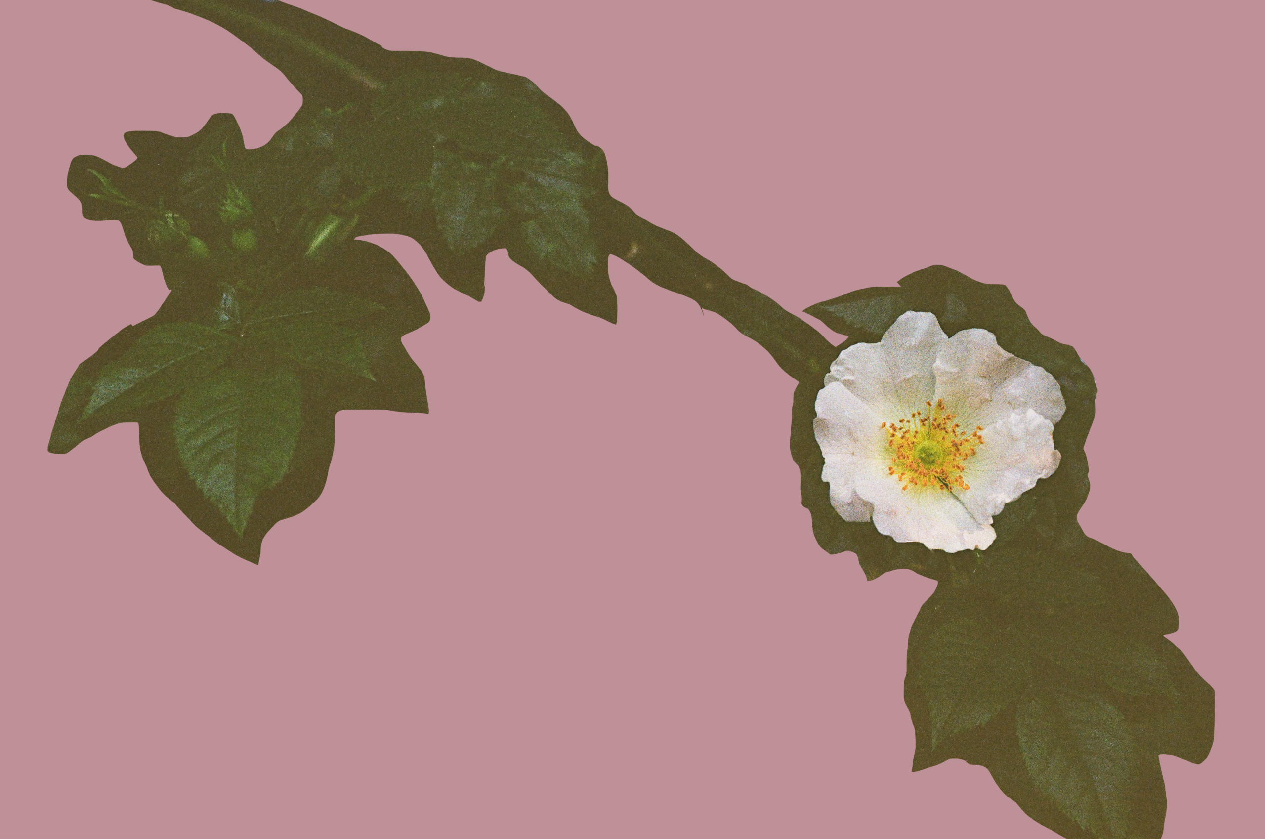 Picture of a wild rose.