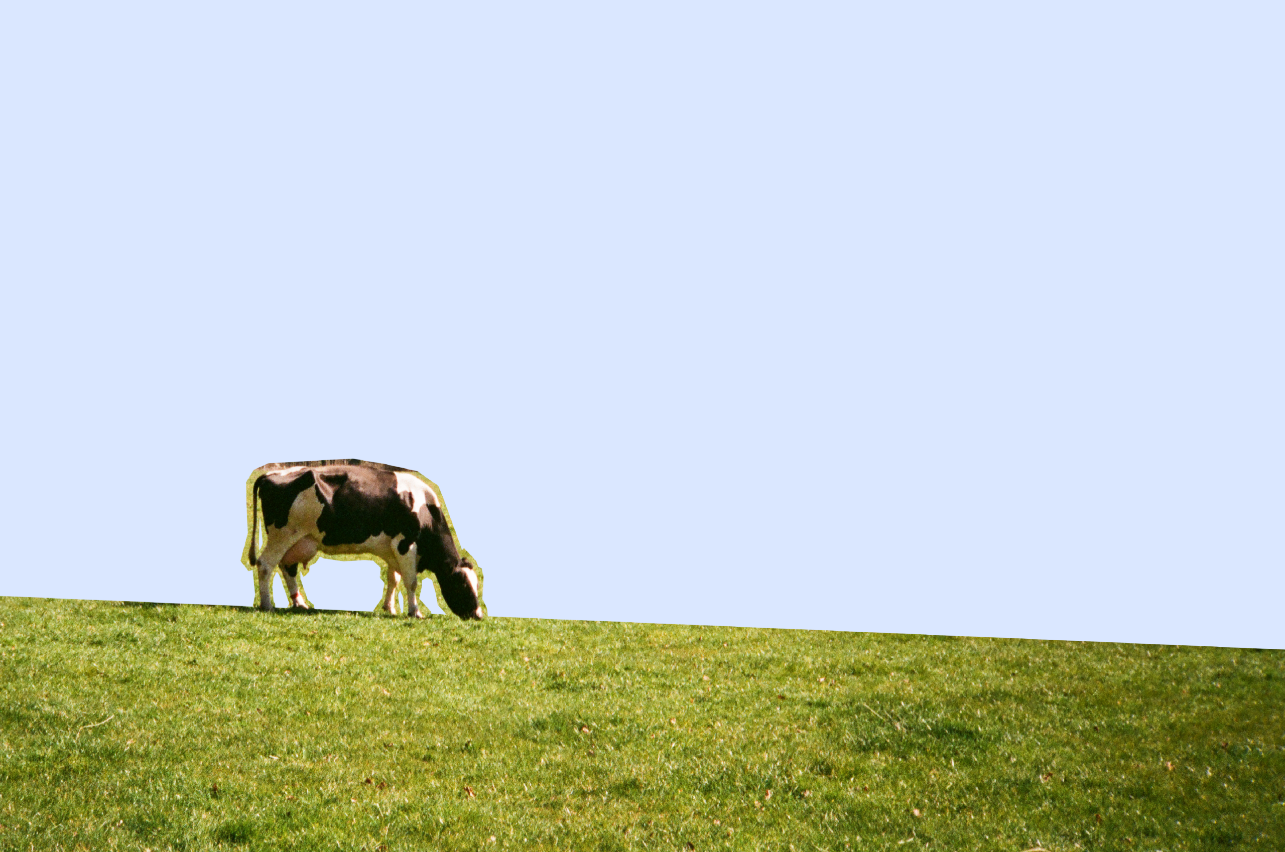 Picture of a cow in the middle of a field.